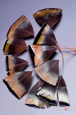 Petali in piume - 6-8 x 3-4 cm - oro azteco-antracite metallizzato